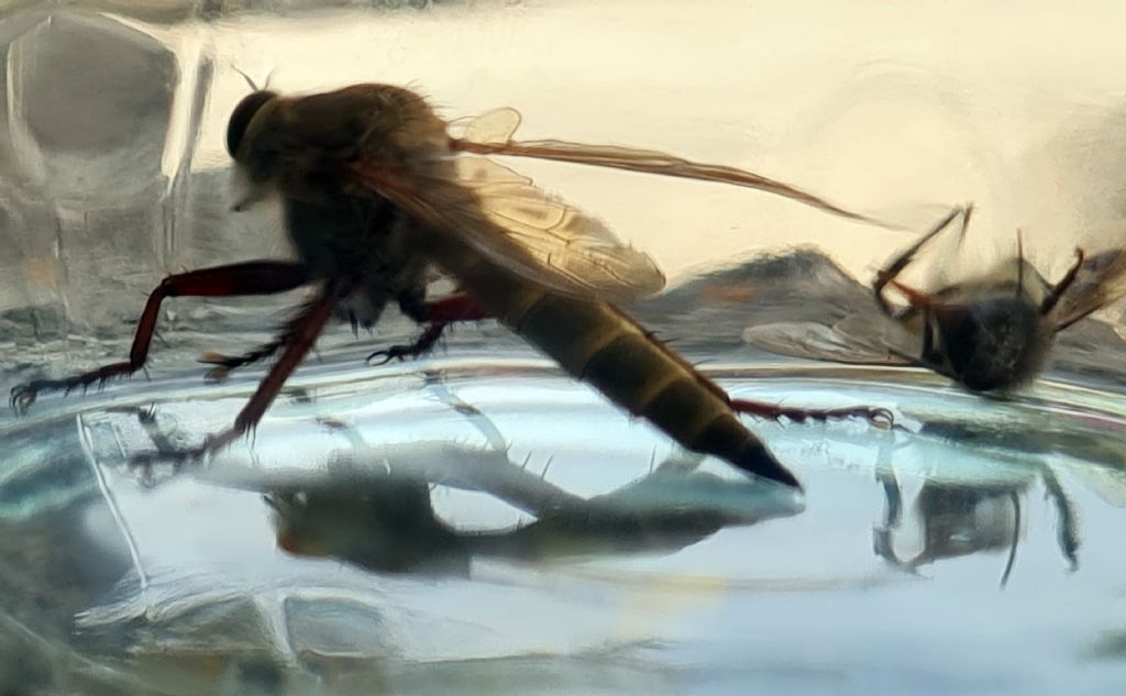 Asilidae sp. da identificare